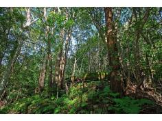 14 Bains Rd Currumbin Valley QLD 4223 Slice Of Heaven
Totally private 4.9 acres of lush rainforest with a 3-4 bedroom
brick & tile home offering slate tile floors and cathedral ceilings
to the living areas, combustion wood fire, bar with bench and sink, all
rooms enjoy spectacular views outside and the living area, dining area,
Master bedroom and 2nd bedroom all enjoy direct access through sliding
doors outside to the beautiful scenery and onto a full length undercover
veranda and a sparkling in-ground swimming pool plus outdoor
entertaining area. The Master bedroom is spacious and has a W.I.R plus
en-suite, there is plenty of storage, near new security screens have
been fitted throughout and there is also the possibility of converting a
huge void in the ceiling to an additional room. There is a veggie
fence, chook pen, feature garden rotunda, double carport (which would
possibly accommodate a small motor home), and a very handy rumpus room
separate to the house. Also offering a 4 bay garage, 2 x 20,000 litre
water tanks, bore water with a pump and a filter and solar hot water.
Enjoy one of the walking tracks and nature.