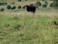 Lot 2 Voss Road Glamorgan Vale Qld 4306
A select 200 acres of softwood brigalow scrub on x2 titles for sale
as a whole or separate. With rural water connected spring fed gullies
& dams and excellent house sites available, nestled in on the
Northern side of Marburg.
Mostley cleared with remanent Rosewood brigalow, hoop pin, Morten Bay fig & Moreton Bay ash scattered throughout.
Carrying a good body of grass with a frost free environment. Views
as far as the eye can see from Blackall Ranges to Mt Flinders &
border ranges. All of the property is accessible by four wheel drive.
Stock proof fencing and approx. 15 acres of old cultivation. Accessible
to the Warrego Highway.
Only 50 mins to Brisbane, 10 mins to Marburg & 18 mins to Rosewood and electric train.
Note: This can also be purchased as a whole with lot 1