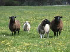 LOT 361 Glenmore Dr Bakers Hill WA 6562
HEALTHY AND CONTENTED SHEEP!!
No, the sheep aren't staying but they
are very happy, healthy and contented grazing on this lovely 7.4 acre
(2.98 ha) block. Lots of lush pasture and surrounded by a wide variety
of shelter trees planted by the owner and now growing to be quite a
show!.
The block is fully fenced with double gates, scheme water is already
connected and three phase power is available.
Come and see this one, it has lovely rural views but bring your own
horses, alpacas or whatever takes your own fancy!