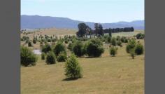 Lot 21 and 22 Majors Creek Road Braidwood NSW 2622 Quality Acreage Ready For Your Dream Home Located only 5 minutes from Beautiful Braidwood on a sealed road is this quality 80 acre parcel of land offering stunning district views perfect for the horse enthusiast or cattle/ sheep farm alike. The Acreage 80 productive acres with very good pasture perfect for cattle, sheep or horses The block is fully fenced with some internal fencing Large dam + seasonal creek(approval for bore on property) For the horse enthusiast there is a sand pad ready for you to put up your round yard + arena Other Features Sealed road access 5 minutes from beautiful Braidwood Only an hour to Canberra, 45 minutes to the coast, 3 hours to Sydney and 2 hours to the snow School bus service at your doorstep Power at roadside