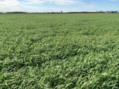 Lot 107 Ballandown Road, STRATHALBYN SA 5255 $350,000
Located on the corner of Ballandown Road and Leslie Road, Angas Plains,
this land is amongst the most fertile land on the plain and consistently
produces high yielding crops. Suitable for broadacre cropping,
Horticulture and Viticulture. Market gardens have historically produced
quality vegetables on adjoining land, and vineyards are now producing
quality produce all around the block. Improvements include two
machinery sheds and three phase mains power. The use of two bores on the
property and the Water Licence will be retained by the Vendors by way
of an easement over that portion of the land. Some water lease may be
available to the Purchasers. An established wetland has seen a prolific regeneration of red-gums on a corner of the property. The property has 32.37 ha of some of the most fertile land in the district and is well worth an inspection.