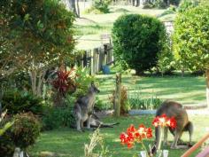 Unit 1/53 Paradise Beach Road Sanctuary Point NSW 2540 Sanctuary Point $280,000 2 1 1 Open: 08/11/2014 15:00-15:30 SANCTUARY POINT Unit 1 53 Paradise Beach Road A rare find, yes this immaculate golf course frontage 2 bedroom unit features an envious panorama across the manicured fairways of the Country Clubs. You can nestle in the sunshine on the rear deck or stay cosy in the air-conditioned open plan living spaces. Enjoy the well planned kitchen which is central hub for entertainment and features oodles of cupboards. Add two comfortable sized bedrooms that would easily fit a queen in one and a double in the second. Both bedrooms offer large mirrored built-in robes too. Stroll around the pleasant landscaped gardens and love the position which is close to the library, shops, medical facilities and club for a range of various activities. Plus a large single garage makes this unit a perfect residence. - Fantastic golf course frontage - Great views across the course from inside and outside - A well equipped kitchen with peaceful views - Easy stroll to all amenities Features Fenced Courtyard Low maintenance Smoke Alarms Safety Switch Oven Range hood Ceiling fans Air conditioning Property Details Property Type: Unit/Townhouse/Duplex Bedrooms: 2 Bathrooms: 1 Garages: 1 Agent Name: Max Justice Phone: 02 4441 8000 Mobile: 0414 258 395