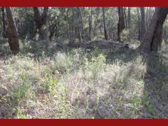 435 Marshwood Place
Sawyers Valley
WA
6074
For those who appreciate a wonderful variety of flora look no further than this 5 acres of mixed trees and native shrubs.
Set in a cul-de-sac road the property is on the fringe of sawyers
valley townsite with a close proximity to the bridal trail and bushland
reserves. From the road the block has a very gentle slope and has been
mostly kept in its natural state.
In comparison to other acreage this is very realistically priced
making it great value and allowing that extra bit of cash to be kept for
the house of your choice.
Call Tim Christie to view this lovely piece of land.