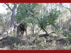 435 Marshwood Place
Sawyers Valley
WA
6074
For those who appreciate a wonderful variety of flora look no further than this 5 acres of mixed trees and native shrubs.
Set in a cul-de-sac road the property is on the fringe of sawyers
valley townsite with a close proximity to the bridal trail and bushland
reserves. From the road the block has a very gentle slope and has been
mostly kept in its natural state.
In comparison to other acreage this is very realistically priced
making it great value and allowing that extra bit of cash to be kept for
the house of your choice.
Call Tim Christie to view this lovely piece of land.