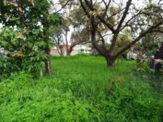 Lot 236 Hazelwood Road Maddington WA 6109 Huge green title street front block, level 624 sqm,proposed lot 236,
facing Hazelwood Rd, next to near new homes, with 18.68 m frontage,
being subdivision of 34 Bertram St.Call Jeevan Frank on 0411 756 540 for
more details.