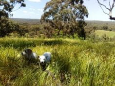 Lot 5 Yandoit Werona Road Yandoit Vic 3461 This block is
some of the most picturesque land in the area. Approx. 64 acres to be
used as you like. Fully fenced. Building envelope to build that home
you’ve always dreamed of. Also has 3 dams, great views, good mix of
cleared and shade areas including some lovely old gums. The only noise you hear is that of the many birds chattering. Excellent
property for horses (miles and miles of bush to ride in), also any food
(grapes, olives, fruit trees etc) production. Have a mini farm with a
bit of everything!!! Close to Daylesford, Newstead and Castlemaine. Live that clean, self sustainable lifestyle that will keep you energised for years to come. Call to make appointment for inspection now. View Sold Properties for this Location View Auction Results