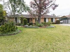 99 Blanche St Gosnells WA 6110 $475,000 BIG 1012 SQM BLOCK Truly a rare offering, this big, solid AV Jennings inspired house located on Blanche St has everything from 4 bedrooms to a potentially sub dividable block. The original property owners have taken well care of this superb home and are keen to rent back This grand home has four good size bedrooms with built in robes plus a study, big renovated kitchen with plenty of cupboard space overlooking the meals area. Gorgeous indoor outdoor living that is designed for family & friends. Super easy care, elegant well defined living areas, plus ducted air conditioning. The outside consists of a variety of fruit trees, big workshop for the handyman, bore & reticulated gardens all on a massive 1012sqm block This perfect package of peacefulness and privacy coupled with a class residence is awaiting your viewing. Property Snapshot Property Type: House Construction: Brick Land Area: 1,012 m2 Features: Built-In-Robes Close to schools Close to Transport Dishwasher Established Gardens Fenced Back Yard Lounge Workshop