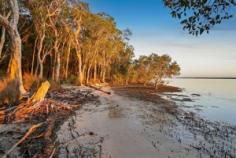 176 White Patch Esplanade, WHITE PATCH QLD 4507 | Madeleine Hicks Real Estate Brisbane There are only a limited number of waterfront properties and your acreage beach hideaway is hidden amongst the gum trees, only two doors from the Bribie Island Recreational Park. The environment is not only special but unique and here you will find your charming Polynesian Style home. Character, soaring ceilings, polished floors, wide deck a truly idyllic property located in a natural Australian bush environment with the sparkling sun kissed Pumicestone Passage at your front door. With 2023 square meters fully fenced lot, it is perfect for children and pets to enjoy. There is plenty of room for “toys” in the 3 huge sheds plus bonus plumbed-in shed with kitchen facilities. Life on the esplanade is tranquil with visits from the local kangaroo and wallaby families, occasional brumby and other local wildlife. It is a pleasure to sit on the deck and gaze over at the shimmering passage while only a few minutes’ drive to Banksia Beach Shopping Centre, Banksia Beach Primary School, Pacific Harbour Golf and Country Club, Solander Lake Bowls Club and much more. You will LOVE: – Potential for granny flat – 2 bedrooms plus office or nursery – Ensuite – Solar 3kw – Fire place – 4 car accommodation – Open plan living – Side access – Light filled living – Huge SHED Ask Madeleine and Kerry today to make this hidden gem yours before someone else does. Land: 2023 m² Bedrooms: 2 Bathrooms: 2