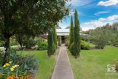 111 Buckland Gap Road Beechworth VIC 3747 $650,000-$680,000 Overlooking Beechworth township "Bella Vista" is a classic example of colonial Australian architecture that has stood the test of time for the last 140 years. The entrance to the home, along the path and through the garden, guides you to the hall with the adjoining four traditional "12 foot x 12 foot" rooms. These four rooms, with "11 foot" ceilings, comprise three bedrooms and the formal lounge. The lounge features an open fireplace and split system heating and cooling unit. At the rear of the home sits the large kitchen and meals area. Here you will find an efficient wood heater in the original fireplace plus a freestanding oven with gas hotplates. A central bathroom, with a separate toilet, a laundry and storage area, are also found at the rear. The depth of colour and variety of flora on the property is a credit to the current owners. Here you can immerse yourself in the bird attracting garden and work on your green thumbs. Despite having town water, the soft lawns and the garden are fed by a perpetual well meaning you can rest easy knowing your town water bills are at a minimum. With verandas on three sides, you have options where you can enjoy your refreshments whilst taking in views of the garden and surrounding countryside. The main body of the home has been reroofed and has been electrically rewired. The 10m x 6.1m shed and workshop area will keep your vehicles and tools out of the weather. There are many options if you wish to construct a larger shed on the land (STCA). The property has the ability to be sectioned into different zones providing plenty of space and making it easy to care for your animals whilst ensuring they don't eat your plants!