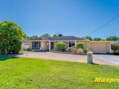 26 Errinbee St Riverton WA 6148 In a single family since 1971 this very original 1970’s gem features all the character of times gone by but best of all is resting in a quiet street on a very generous 837sqm block with wide 22.1m frontage and R25 (medium density) Zoning. Inside, 3 good sized bedrooms are complimented by a very large main reception room, semi open format kitchen and dining plus a huge family / rumpus room addition and enclosed patio at the rear giving more than enough space for everyone to enjoy their own space in comfort. Ready for comfortable living now being close to parks and river in the highly sought after Rossmoyne High and Riverton Primary school zones with Queen of Apostles in walking distance the home has plenty of space indoors and out while the zoning gives plenty of opportunity to subdivide now or later. Watch your family AND your bank account grow at the same time. Subject to relevant authority approvals you could… a. Build behind and retain the front b. Divide and sell the land or keep one and sell the other c. Demolish and build your dream home d. Add a granny flat for a second income stream It looks like winning situations all around. The Brief: • Character rich home • 3 good sized bedrooms • Large main reception room • Huge family living addition • Timber architraves and skirtings • Tiled traffic areas • Evaporative Cooler • Solar Panels • Covered Patio and outdoor entertaining • Massive 837 sqm block with 21m frontage • R25 Zoning • Premium School Zones • Close to transport